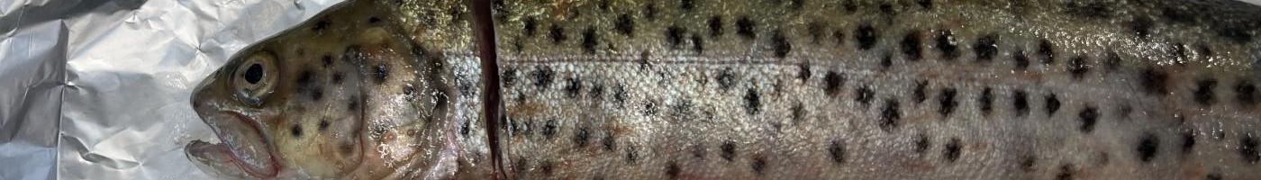 Fisch
