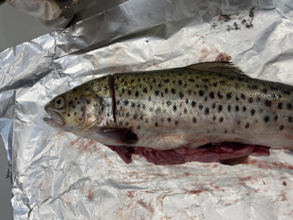 Fisch