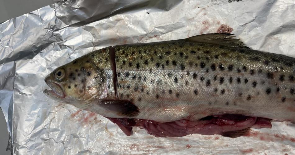 Fisch